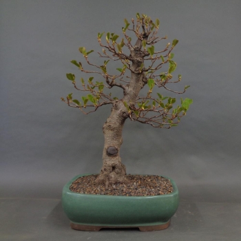 Bonsai, Schwarzerle, Alnus, vorn